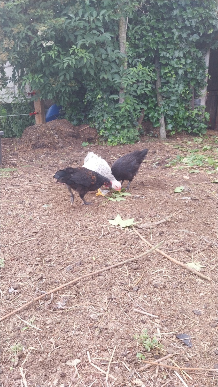 Hennen en hanen.   Koekoek/cemani/brakel mix 20 stuks.