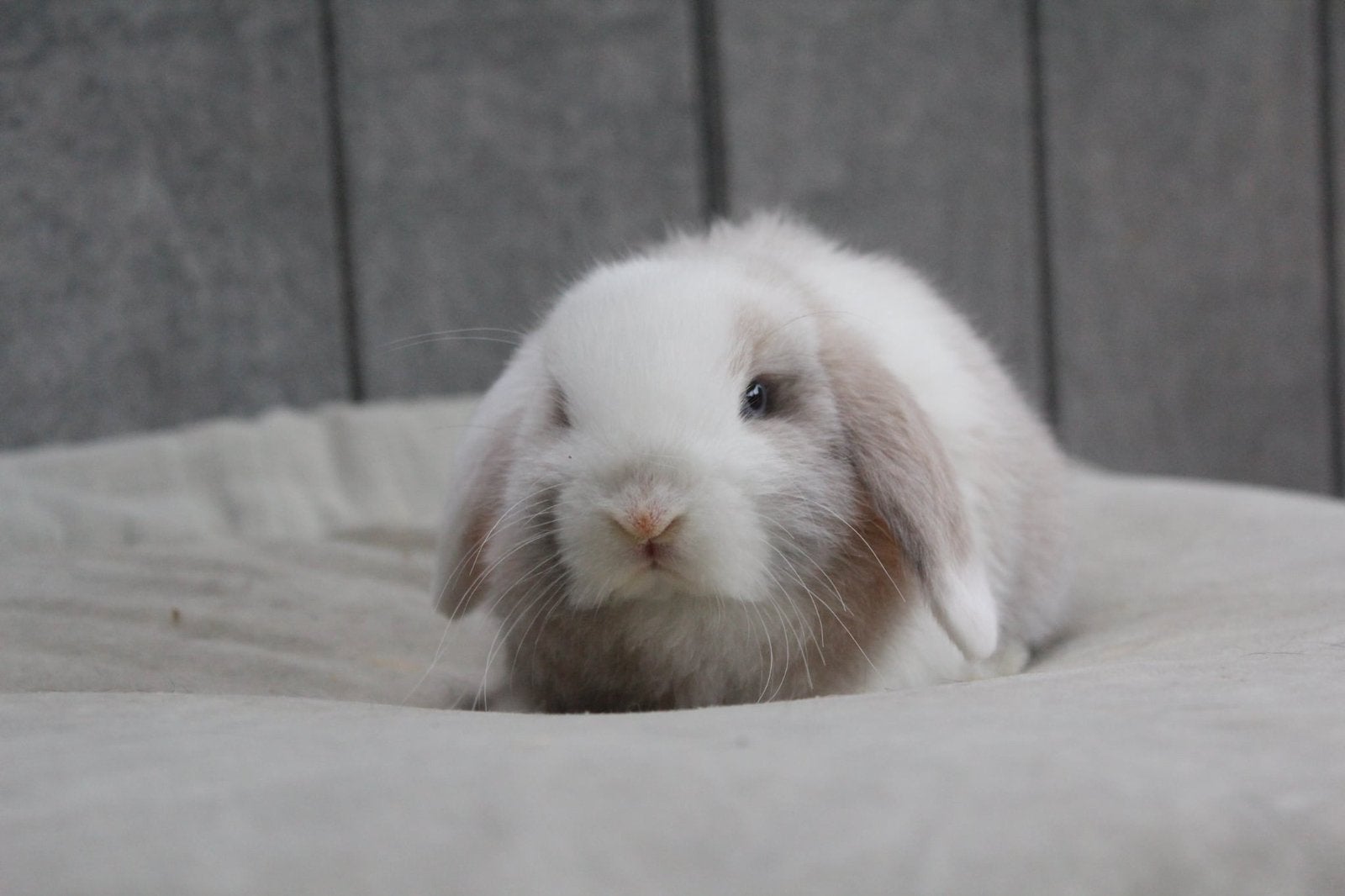 Super knappe minilop bo ram, Mâle, Petit, Oreilles tombantes, 0 à 2 ans