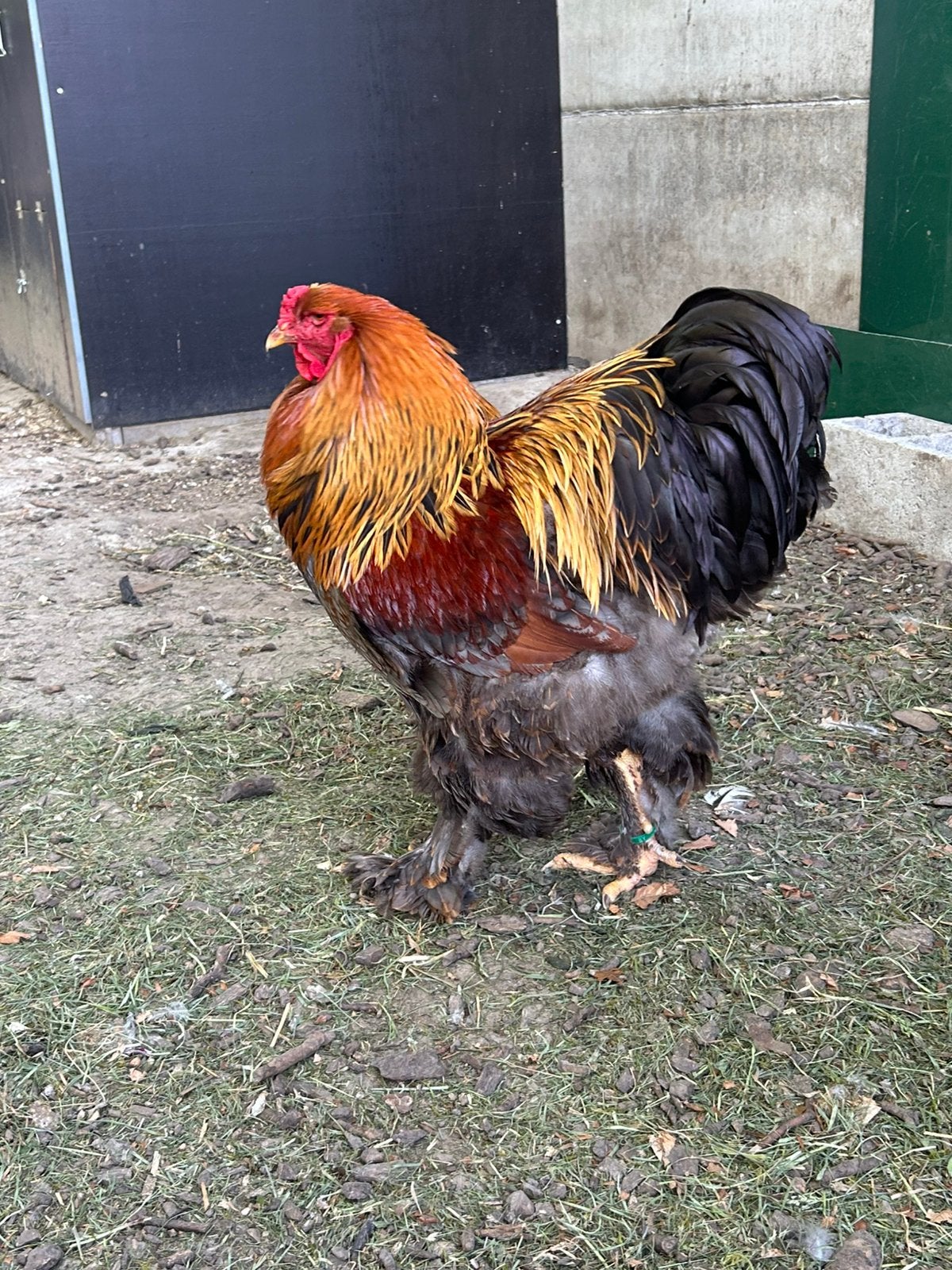 Brahma hanen te koop, Mâle, Poule ou poulet