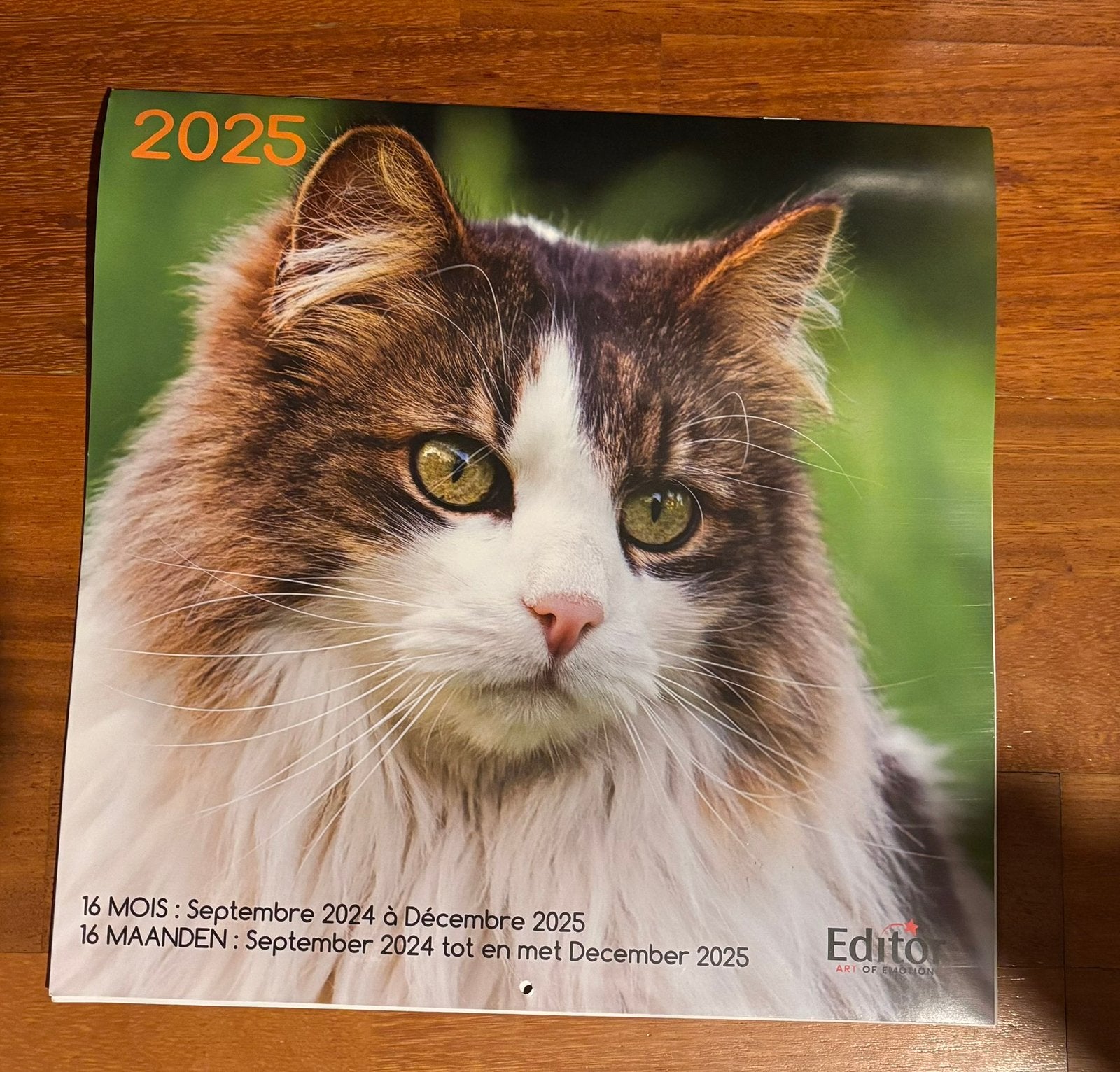 17 grandes photos de chats, Collections, Enlèvement, Chien ou Chat