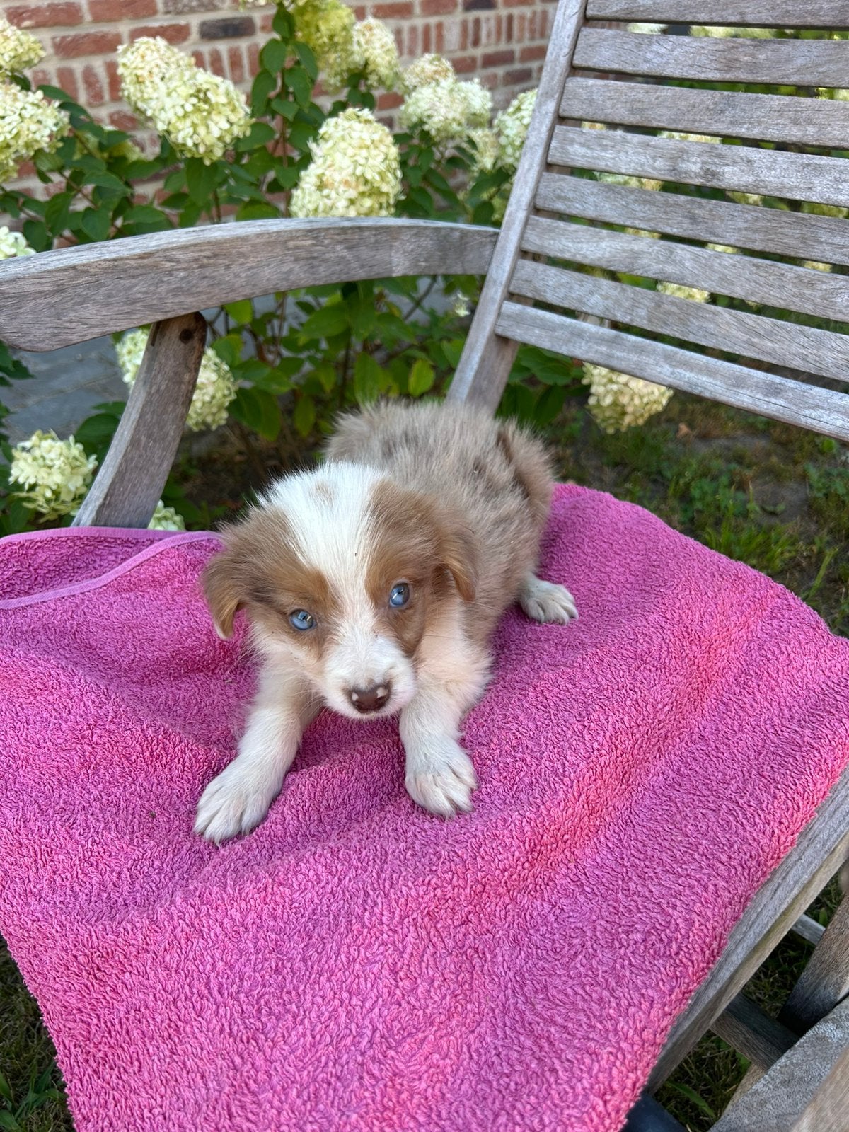 Border Collie pupje, Dieren en Toebehoren, Honden | Herdershonden en Veedrijvers, België, Fokker | Hobbymatig, 8 tot 15 weken