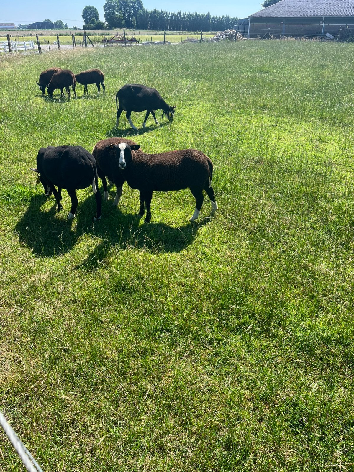 Zwartbles bokken voor de dek, Dieren en Toebehoren, Schapen, Geiten en Varkens, Mannelijk, Schaap, 0 tot 2 jaar