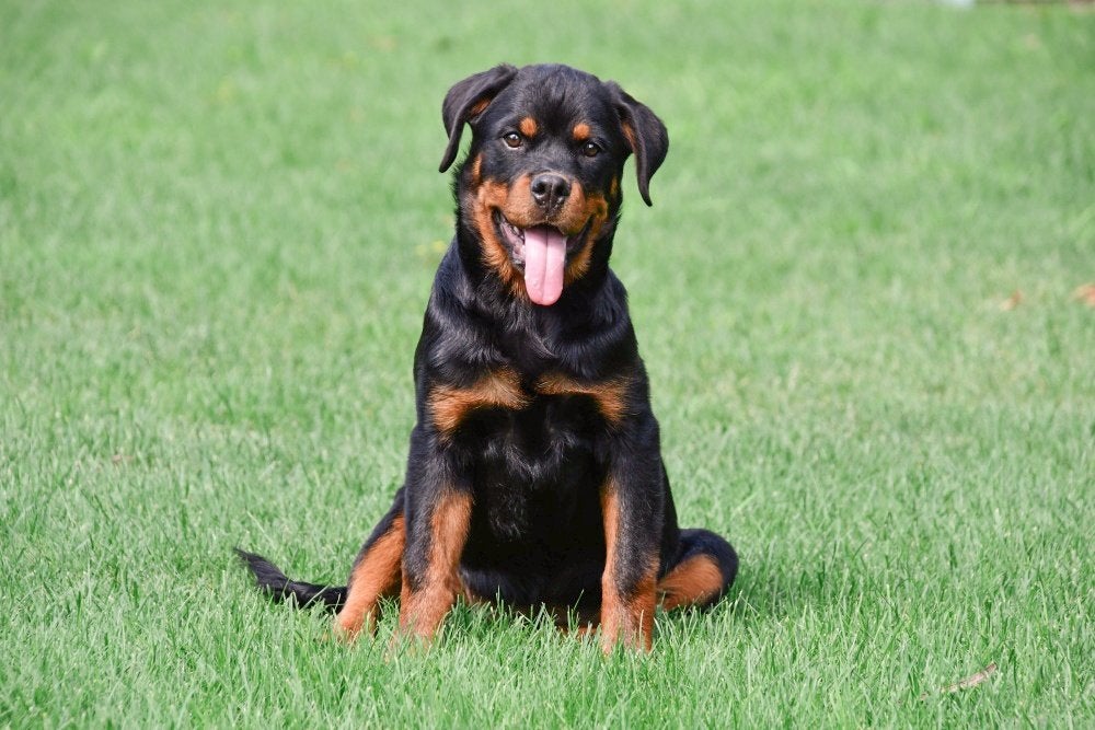 Chiots Rottweiler à vendre, Animaux & Accessoires, Chiens | Bouledogues, Pinschers & Molossoïdes, 15 semaines à 1 an, Étranger