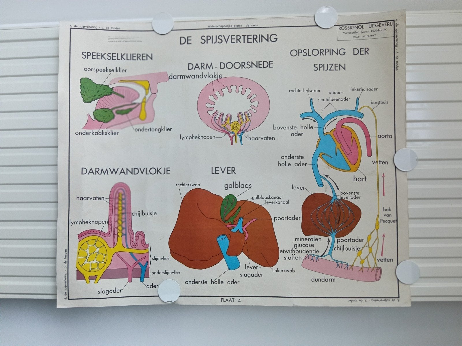 Vintage schoolplaat dubbeldruk spijsvertering en tanden, Antiek en Kunst, Ophalen, Natuur en Biologie