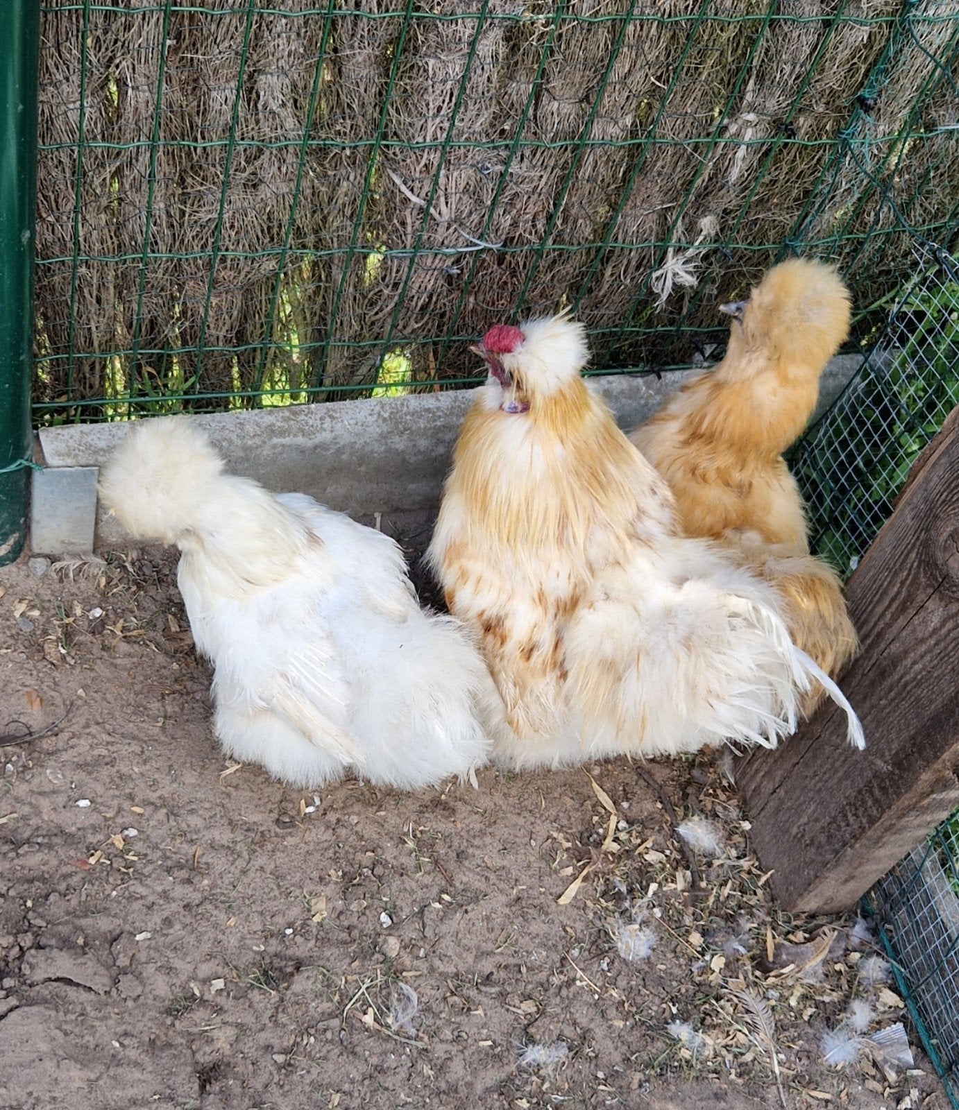 Mooi zijdehoender trio, Dieren en Toebehoren, Meerdere dieren, Kip