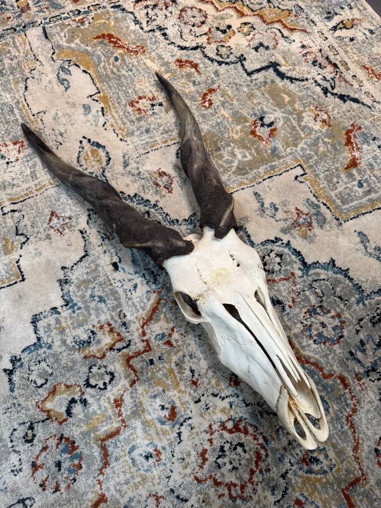 Antilope schedel groot, Collections, Collections Animaux, Enlèvement, Autres, Crâne