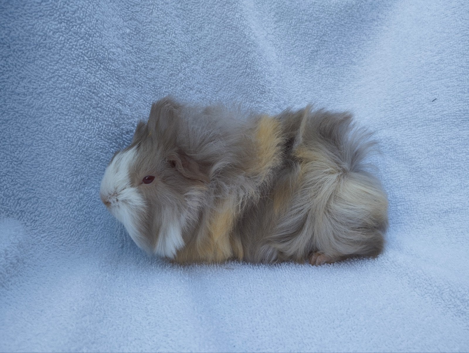 Peruviaanse cavia beertjes te koop, Animaux & Accessoires, Septembre, Mâle, Cobaye