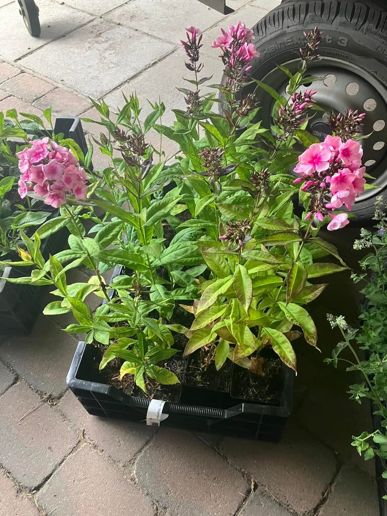 Vaste planten & bodembedekkers P9 pot, Tuin en Terras, Planten | Tuinplanten, Ophalen, Bodembedekkers