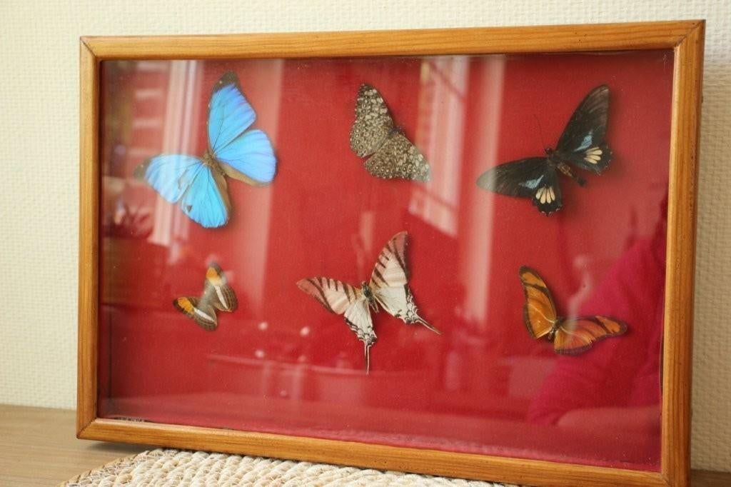 Taxidermie opgezette vlinders, Verzamelen, Ophalen of Verzenden