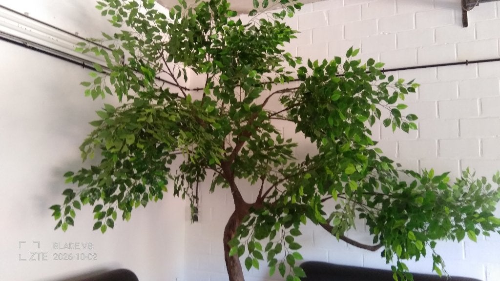 2x Luxe Kunst Ficus Benjamina Bomen (280cm) demonteerbaar, Receptie of Entree, Ophalen, Gebruikt, Inrichting