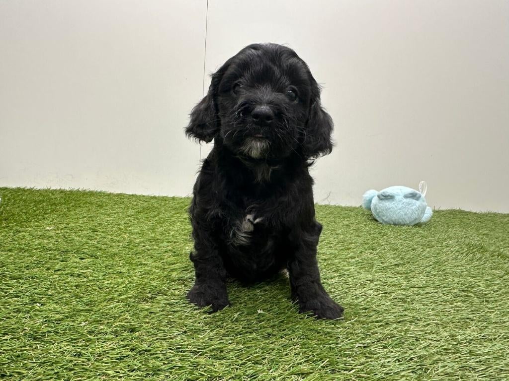 Nestje Cockapoo pups, Parvo, België, 8 tot 15 weken, Meerdere