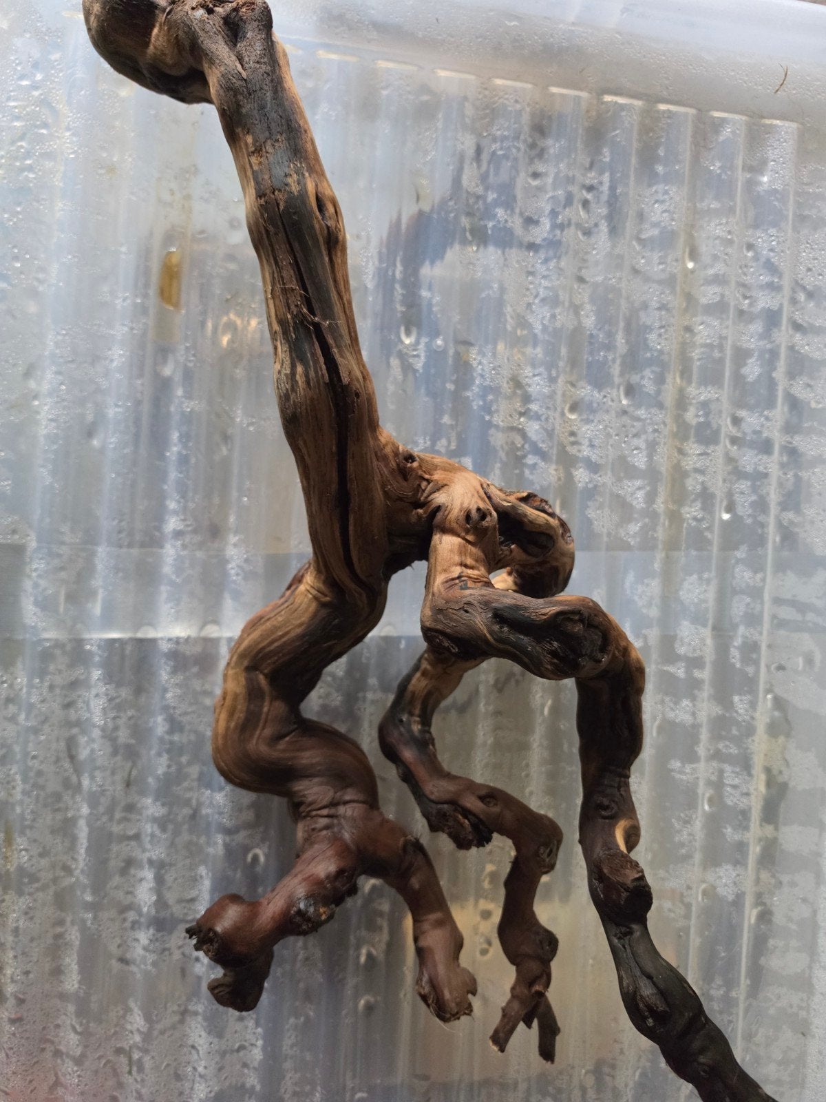 Belle racine de vigne a vendre, Animaux & Accessoires, Reptiles & Amphibiens | Accessoires