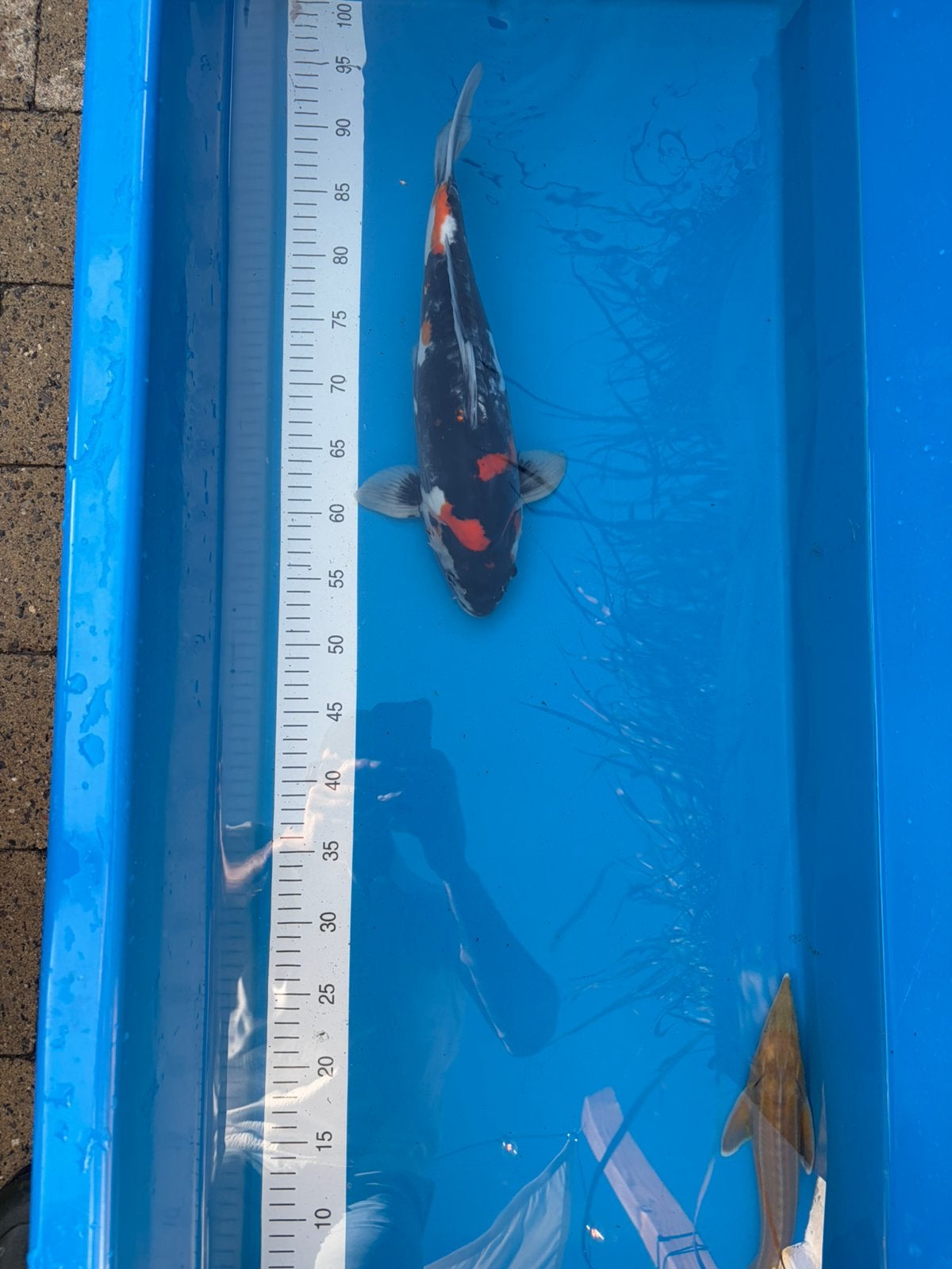 Koi showa, Carpe ou Koï