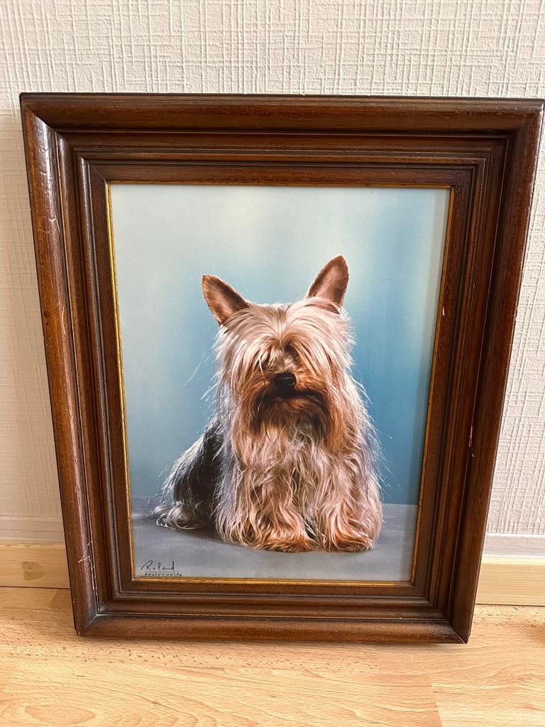Prachtig kader met foto hond van kunstfotograaf, Ophalen, Zo goed als nieuw