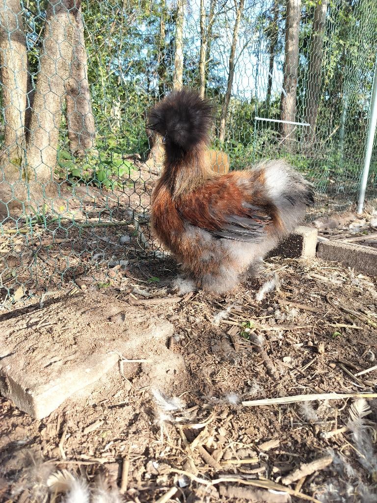 Usa zijdehoen haan, Dieren en Toebehoren, Pluimvee