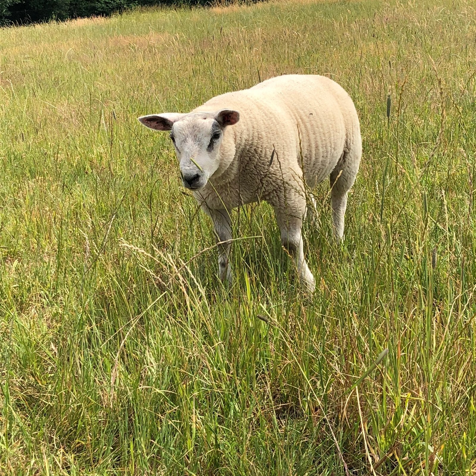 Moutons mâles, Mâle, Mouton, 0 à 2 ans
