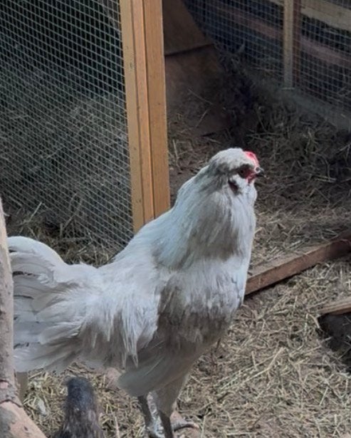 Lavendel haan, Dieren en Toebehoren, Pluimvee