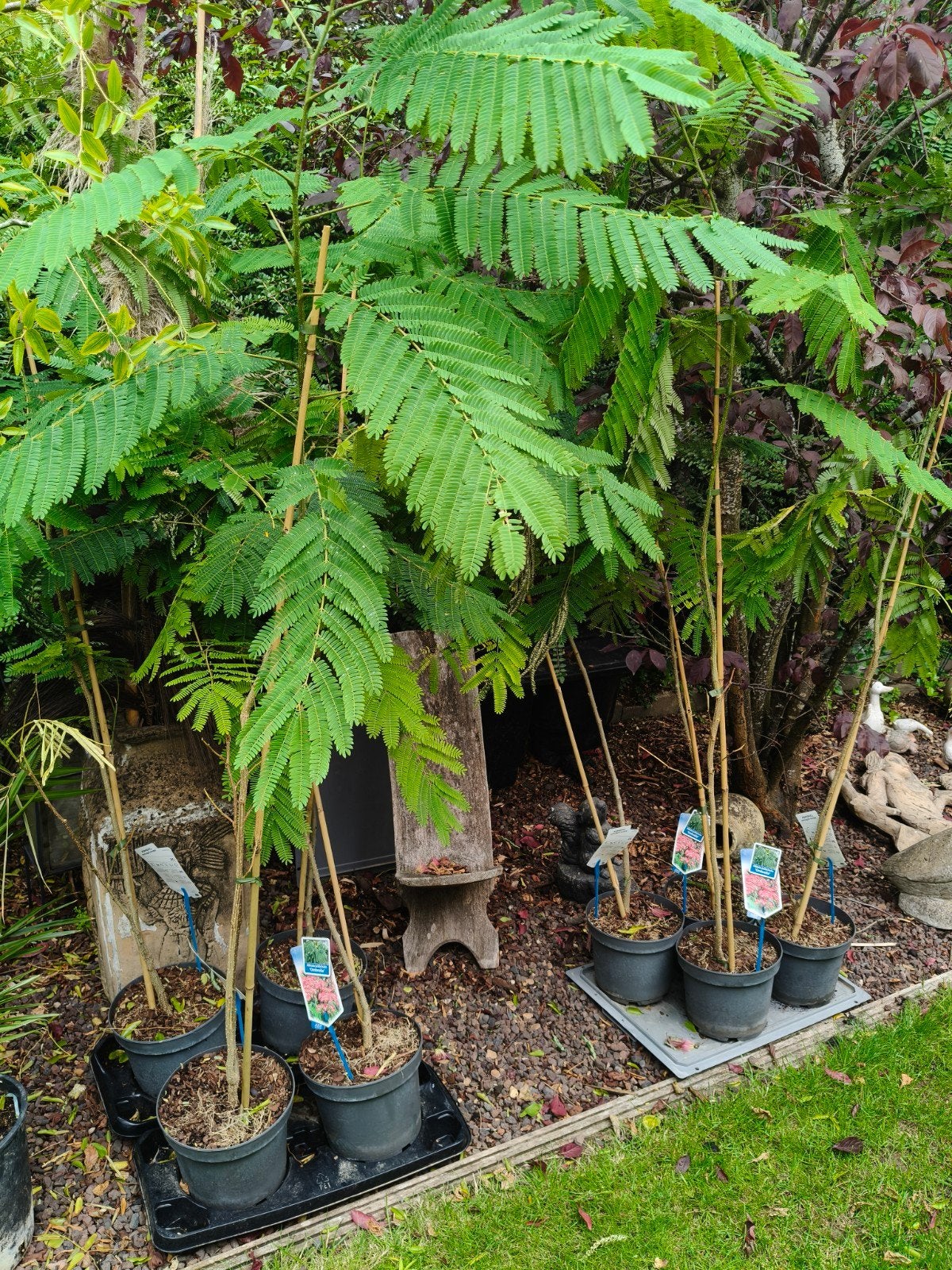 Perzische slaapboom – Albizia julibrissin 'Ombrella', Ophalen, Najaar