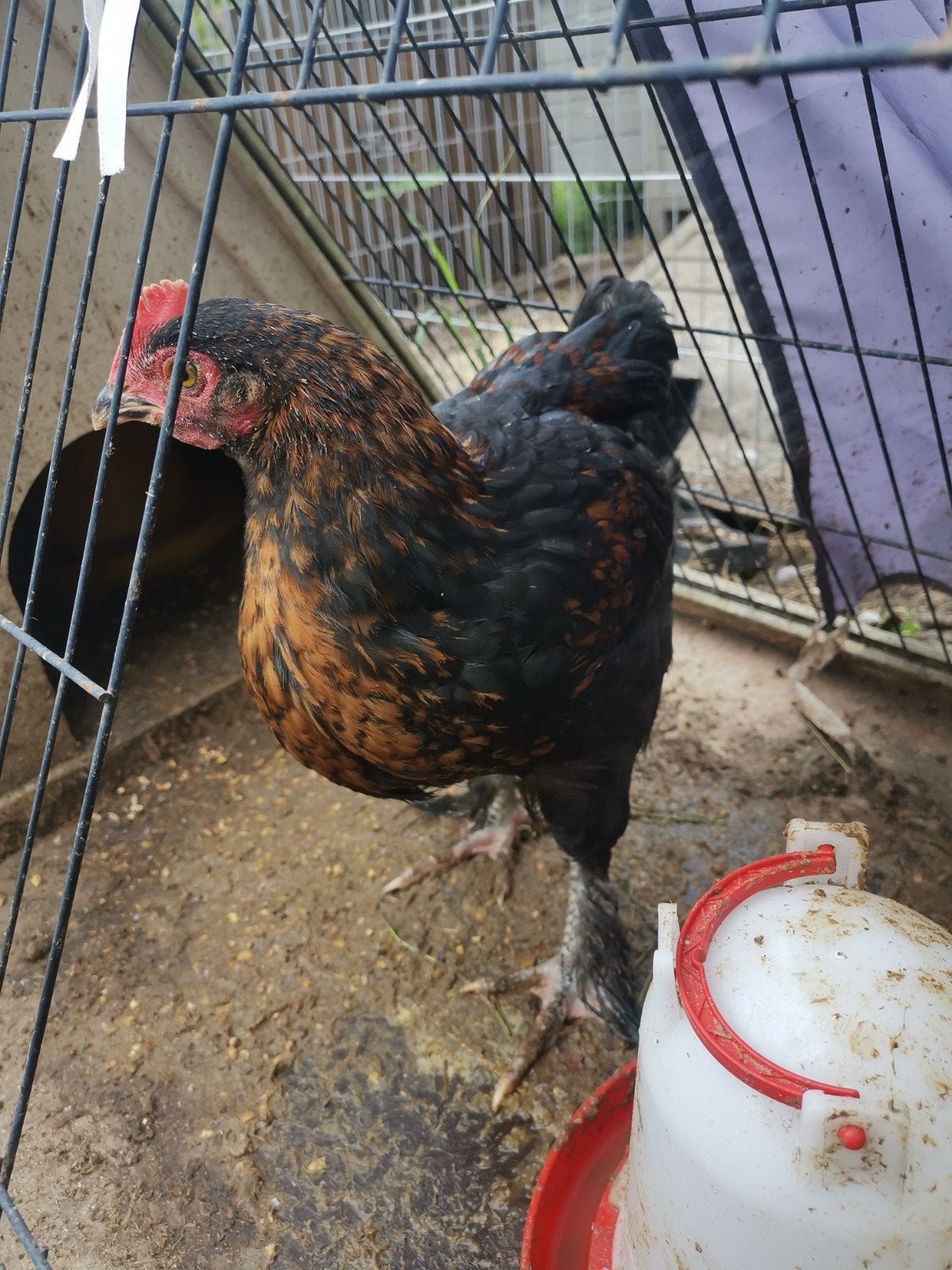 koperhals maran haantje, Dieren en Toebehoren
