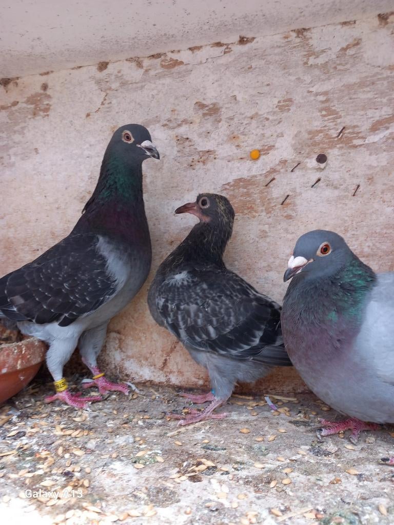 Koppel tekoop, Dieren en Toebehoren, Vogels | Duiven, Meerdere dieren, Postduif