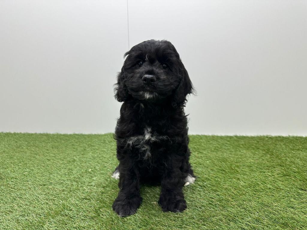 Nestje Cockapoo pups, Parvo, België, 8 tot 15 weken, Meerdere