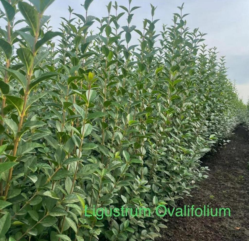 ‼️OP is OP ACTIE‼️liguster 125-150cm, Tuin en Terras, Planten | Struiken en Hagen, Liguster, Ophalen