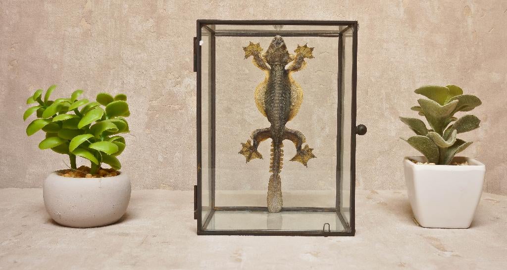 hagedis in glazen box, Dieren en Toebehoren, Hagedis