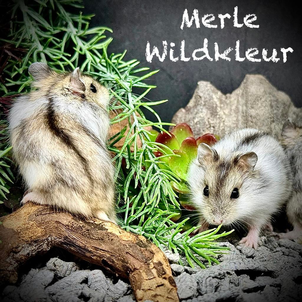 Prachtige alleschattigste Troetelhamstertjes (4-8 weken), Hamster, Février, Domestique, Plusieurs animaux