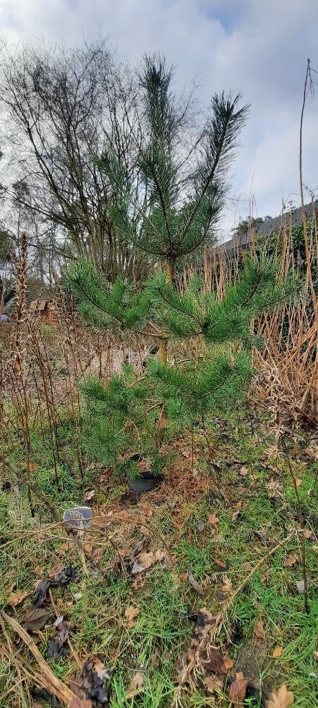 Dennenboom met dennenappels van 18 cm hoog., Tuin en Terras, Ophalen, Vaste plant, Overige soorten