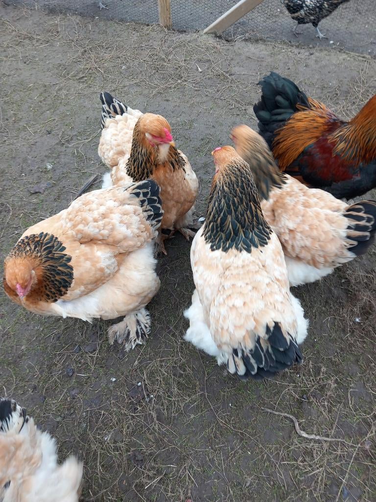 Broedeieren van brahma