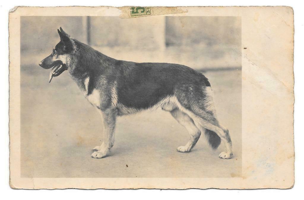 duitse herdershond, Ophalen of Verzenden, Gelopen, Hond of Kat