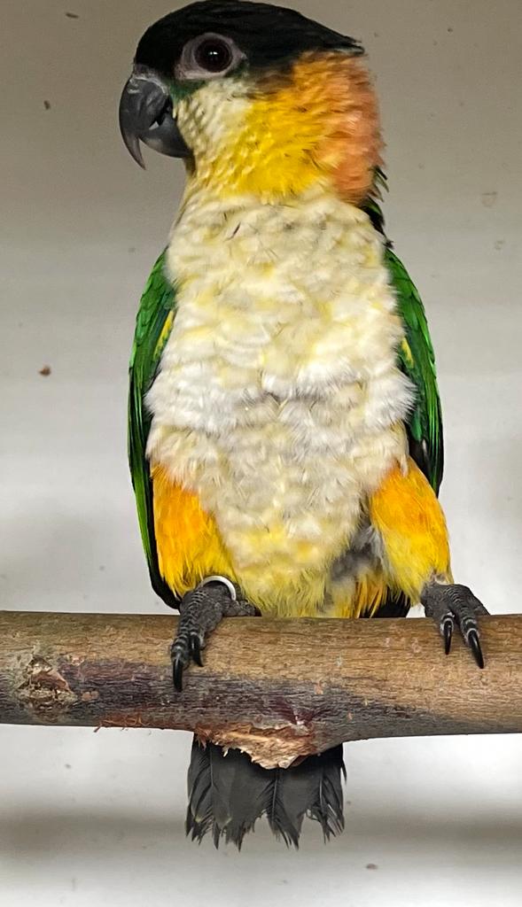 Zwartkopcaique, Femelle, Bagué