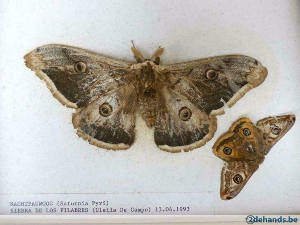 Génial, Collections, Collections Animaux, Utilisé, Autres types, Insecte, Enlèvement ou Envoi