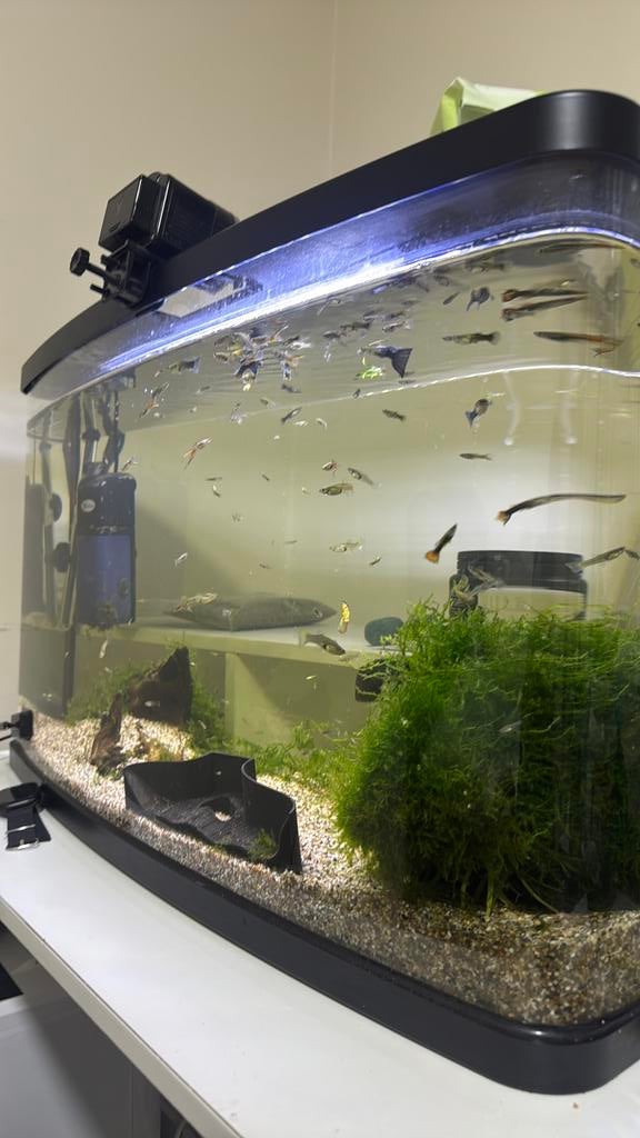 Super mooie aquarium met vissen te koop i, Dieren en Toebehoren