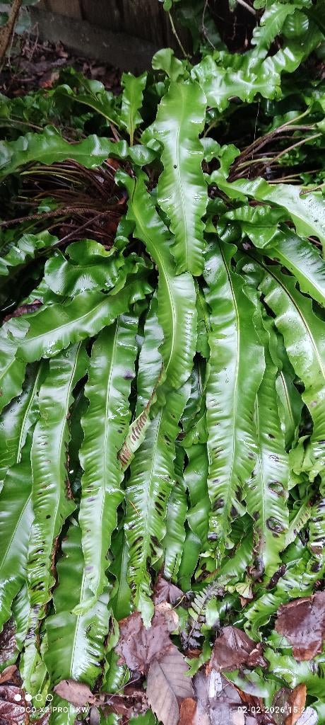 Tongvaren plant, Jardin & Terrasse, Plantes | Jardin, Ne fleurit pas, Plante fixe, Mi-ombre, Fougères