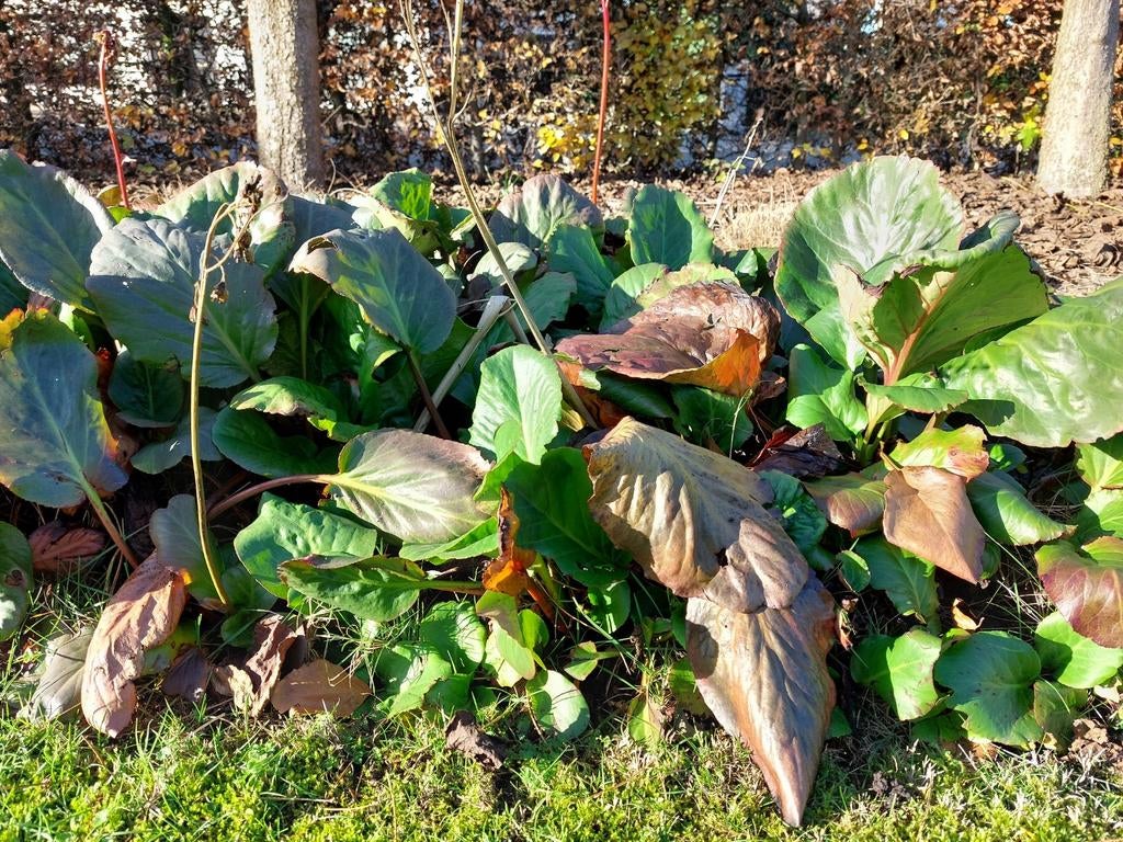 Schoenlappersplant grote planten, Tuin en Terras, Planten | Tuinplanten, Ophalen