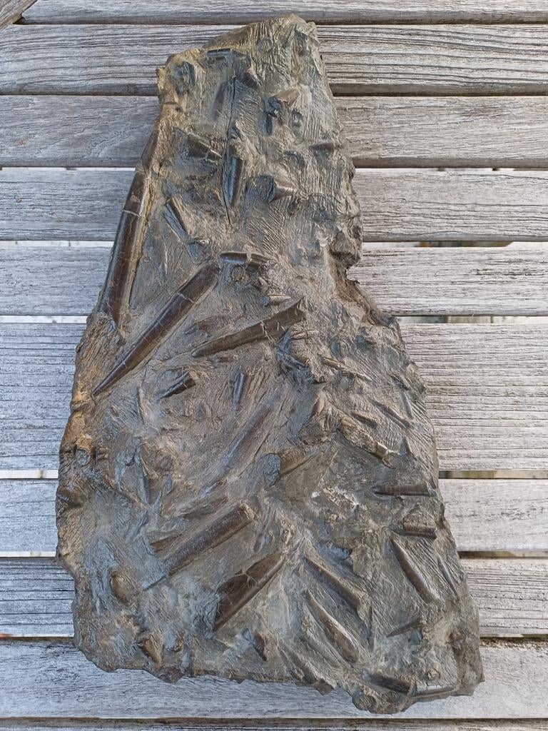 Grand lit mortuaire de bélemnites - rare, Collections, Enlèvement ou Envoi, Fossile