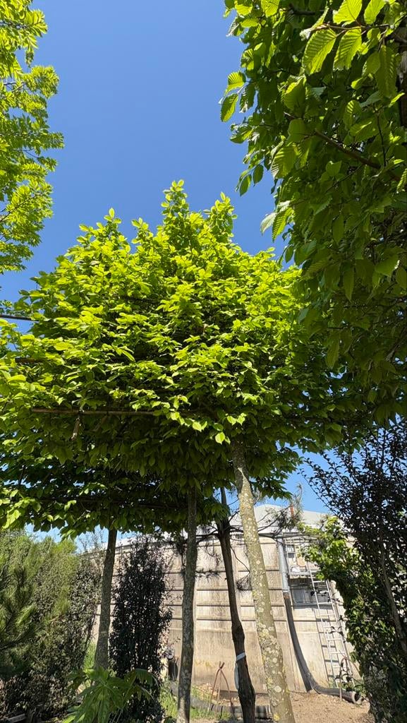 Espaliers Carpinus betulus de différentes tailles !, Enlèvement ou Envoi