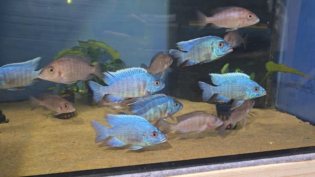 Malawi aulonocara turkis, Dieren en Toebehoren