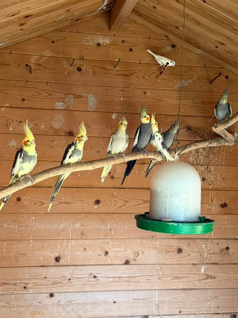 Pour  laisser couple de Calopsitte 2025, Enlèvement ou Envoi, Cage à oiseaux