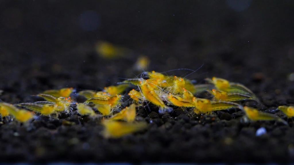 Yellow devil orange eye caridina garnalen