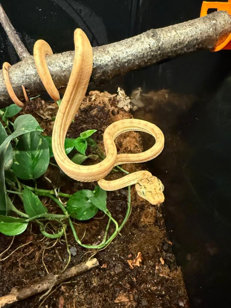 Corallus Hortulanus CB250101 04, Animaux & Accessoires, Reptiles & Amphibiens, Serpent, 0 à 2 ans