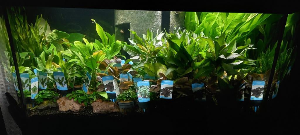 Aquariumplanten, Animaux & Accessoires