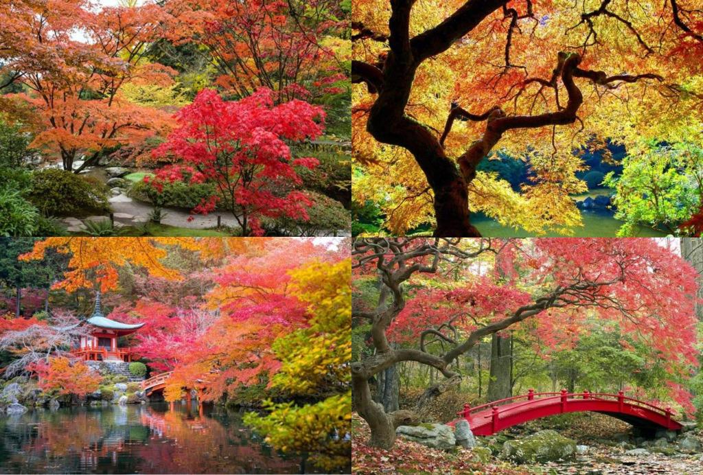 Indrukwekkende Groep Japanse Esdoorns Winterhard 4-Stuks, Envoi, Été, Mi-ombre