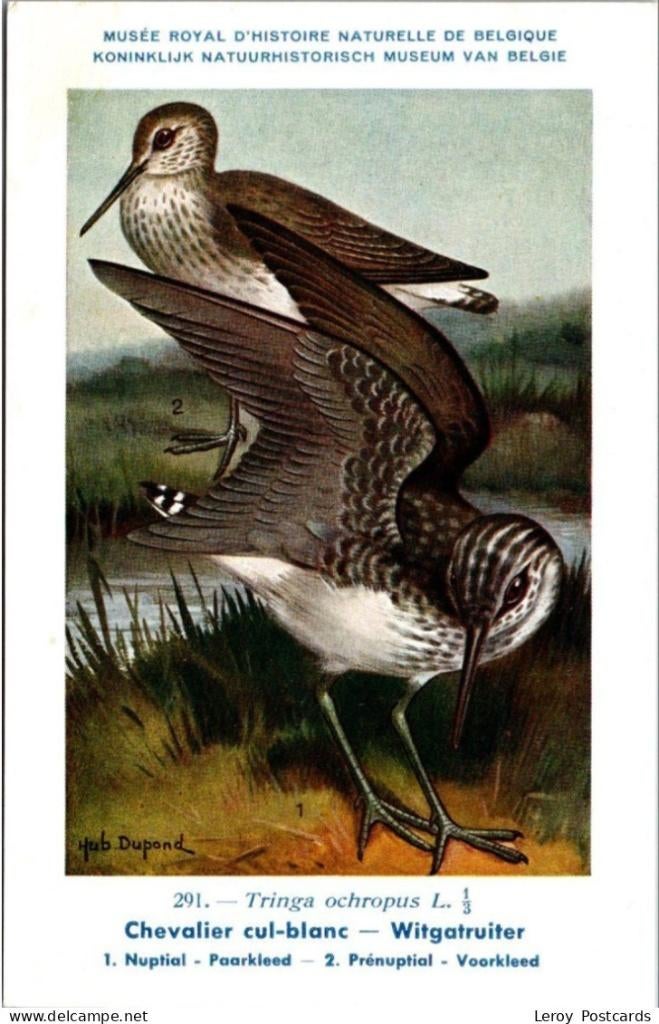 White Hole Rider — Nº291 —  ancienne du Musée belge, Collections, Envoi, Non affranchie, Oiseaux