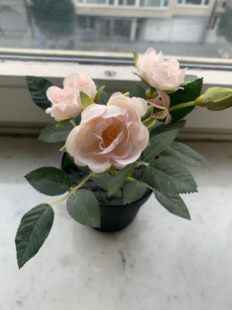 Rosier artificielle, Ophalen