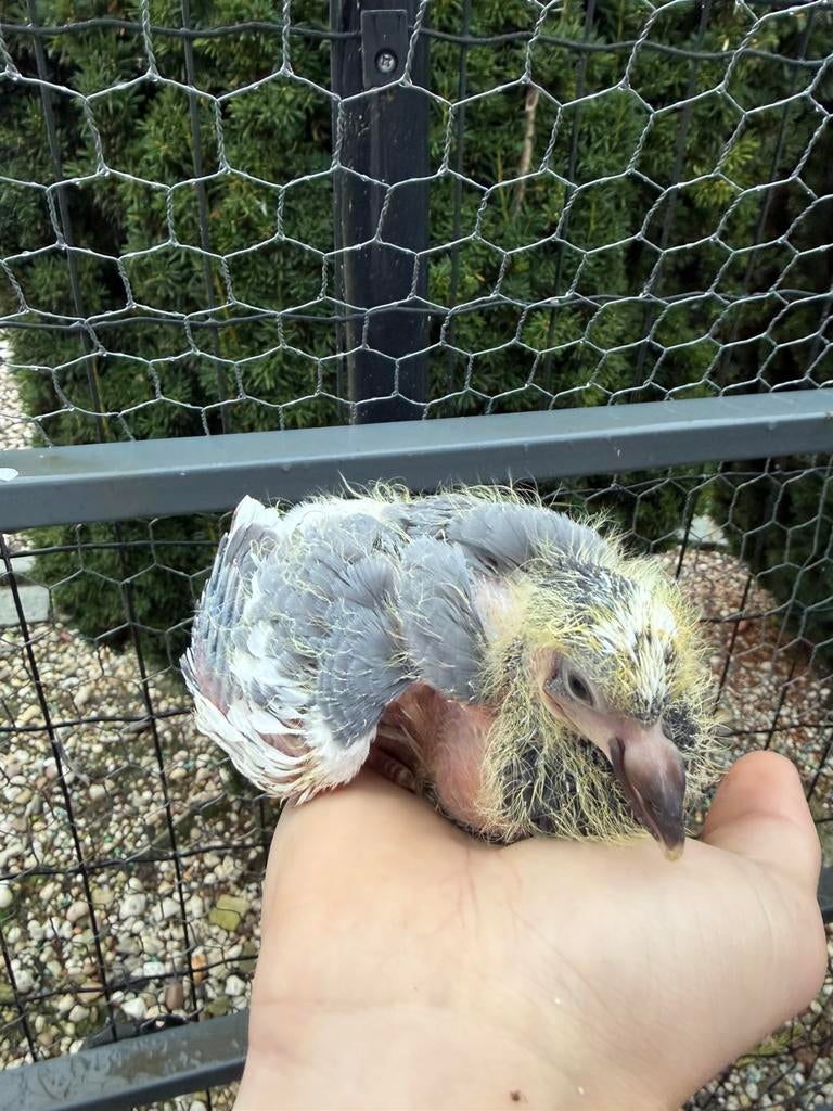 Pigeons, Plusieurs animaux, Autres espèces