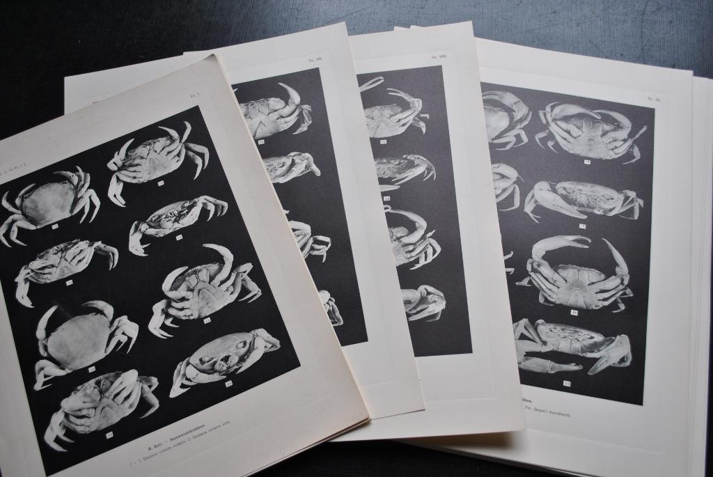 30 planches de reproductions de crabes 27,5 x 36,5 cm en N&B, Enlèvement ou Envoi