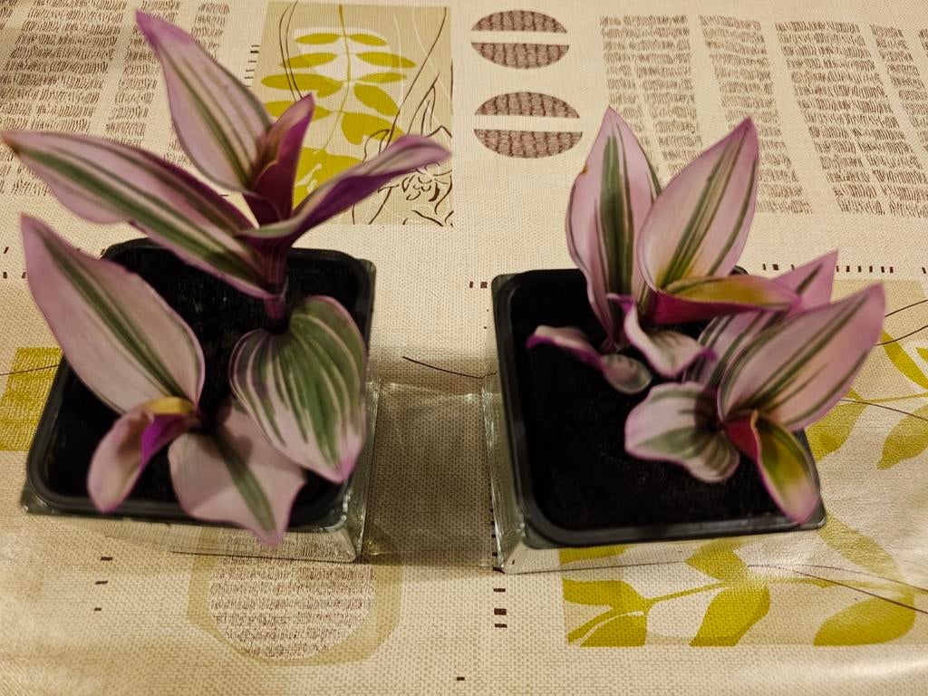 Petites tradescantia nanouk 5€ le pot (sans le cache pot), Enlèvement ou Envoi