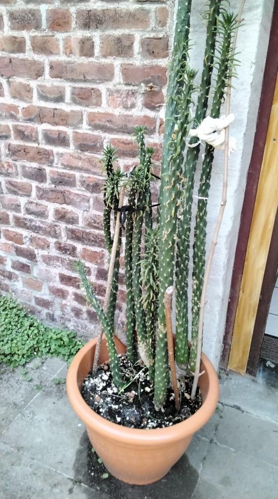 Cactus "Cierge" avec 14 cierges le + grd 1 m75 avec le pot, Enlèvement, Cactus, En pot, 150 à 200 cm